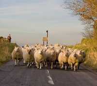 May: Delf Road, Bradfield
