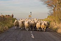 August: Delf Road, Bradfield